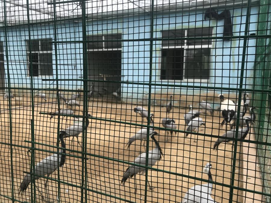 天鵝湖風(fēng)景區(qū)（泰山）速覽！(圖5)