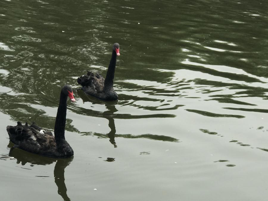 天鵝湖風(fēng)景區(qū)（泰山）速覽！(圖13)